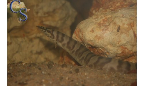 Mastacembelus ellipsifer